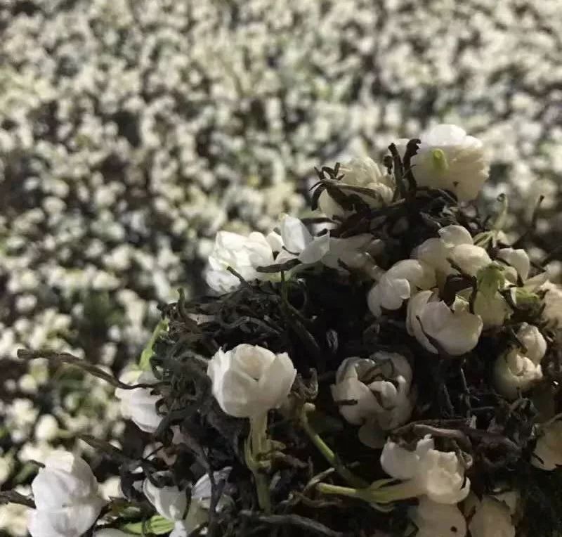 茉莉花茶 一杯花茶如何炼成?