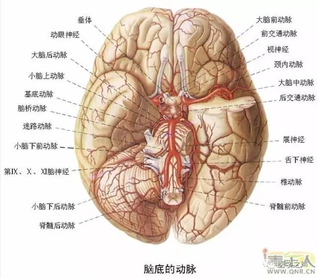 最全神经系统解剖图