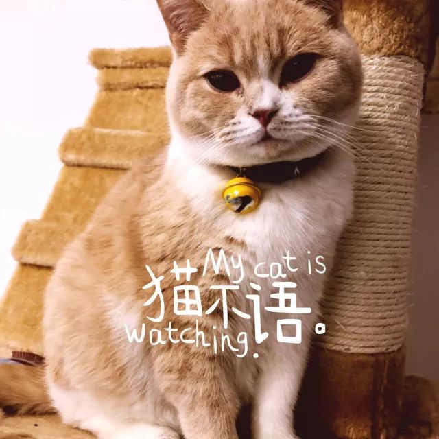 来贵阳这8家猫咖,治愈你的"没猫病"!