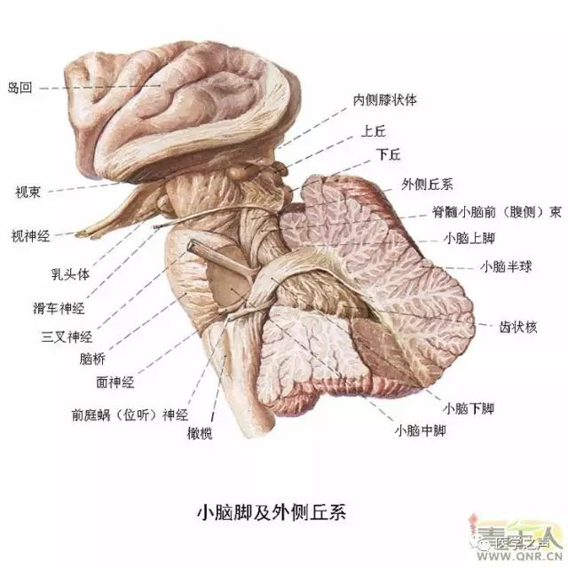 最全神经系统解剖图