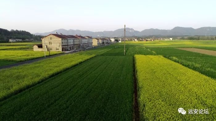 【风景】三月,徐家庄的油菜花开了