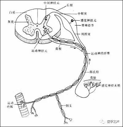 各种剖面图海马和穹窿基底核脑岛小脑皮质结构神经分布图人脑区域图磁