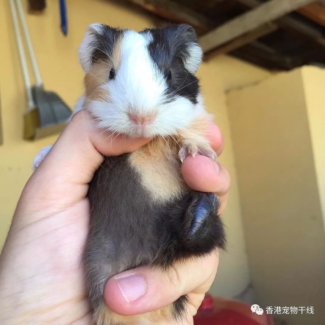 真正的学名叫做豚鼠 可是它们萌味儿十足 图片来源ig:guineapigler