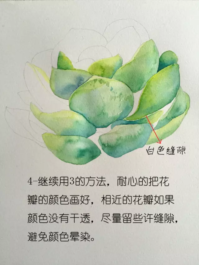 水彩教程|画一株可爱的多肉