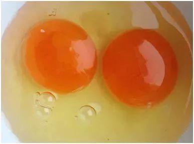 这种"仿土鸡蛋",可能是色素蛋,是在鸡饲料中添加一些食用色素喂出来的