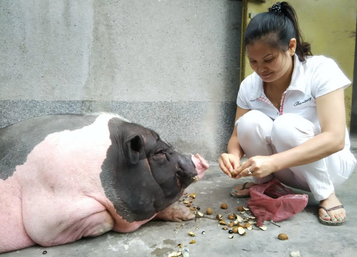 人口贩卖猪花(2)