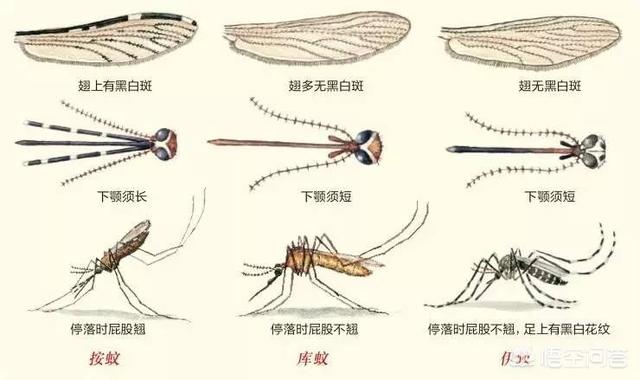 7亿年前的侏罗纪就进化出了蚊子的始祖.