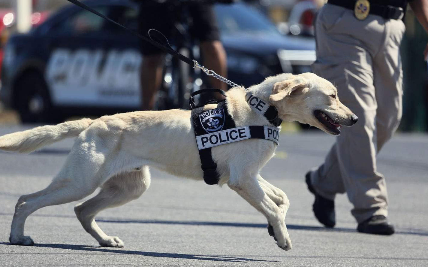 四种适合当警犬的狗前两个霸气第三个聪明最后这个有点意外