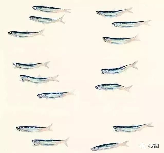 日本艺术家手绘的鱼类水彩画，中国鱼友表示不服！-搜狐
