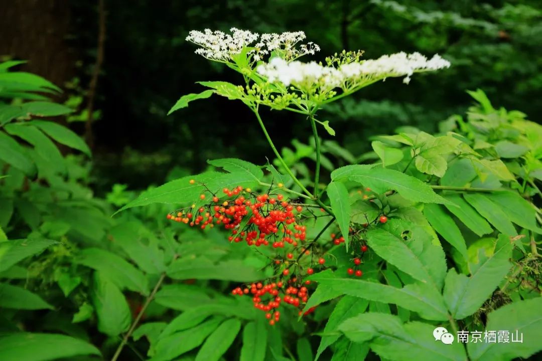 【栖霞山·植物百科】接骨草:身姿玲珑,轻送芬芳