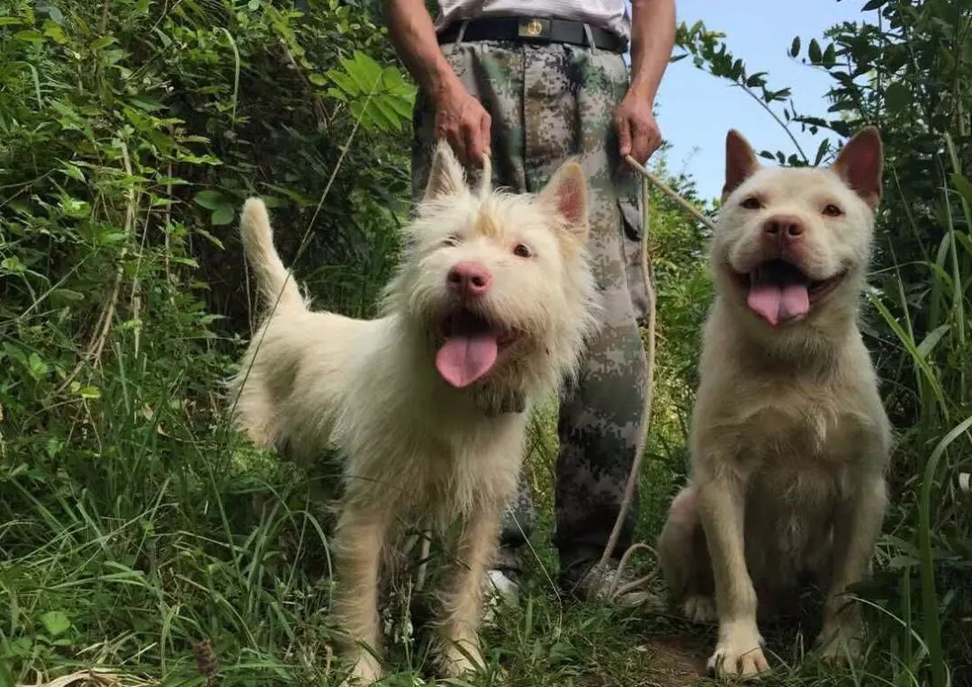 既有颜值又有实力的猎犬它的名字叫做下司犬是远近闻名的中华名猎