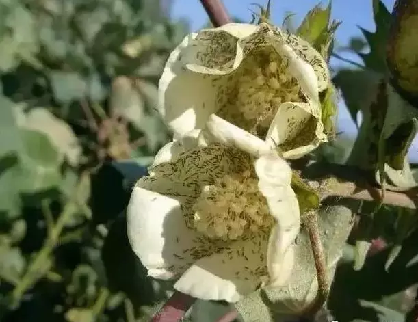 茄子受蓟马危害 蓟马除了直接危害对作物造成危害外,还会传播病毒