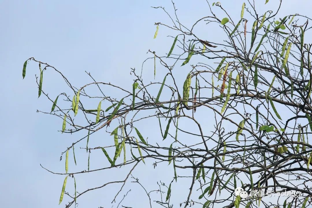 宫粉紫荆的果实,荚果带状