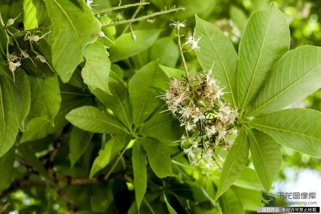 文化 正文 近日,位于北京市朝阳区通惠河畔园区菩提园的一棵300年菩提