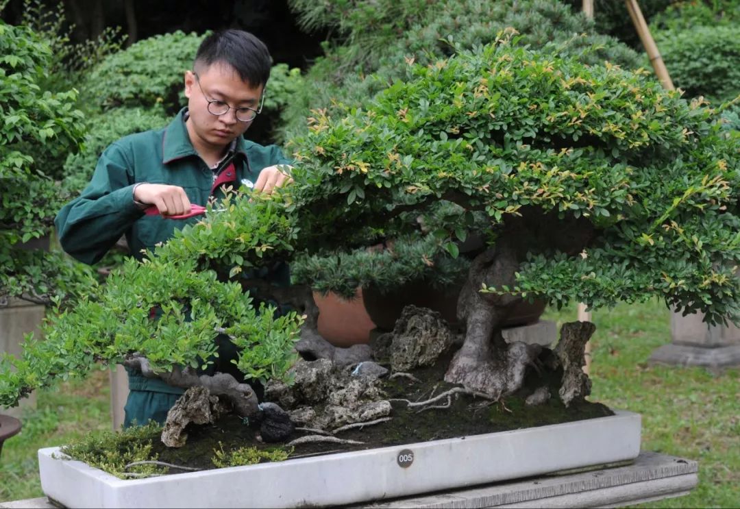 技师们正在修剪