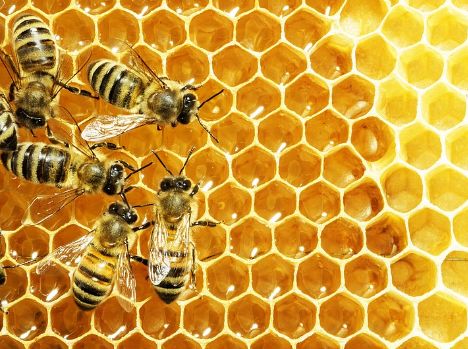 440只小蜜蜂酿的巢蜜不掺假
