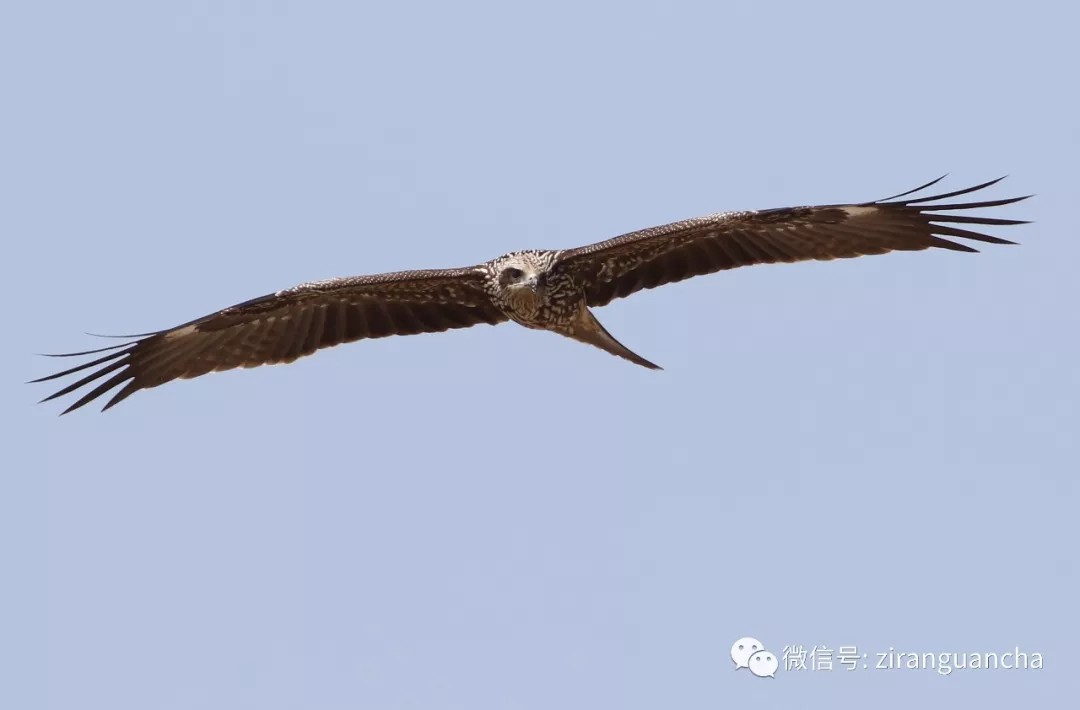 什么雁直木成语_成语故事图片