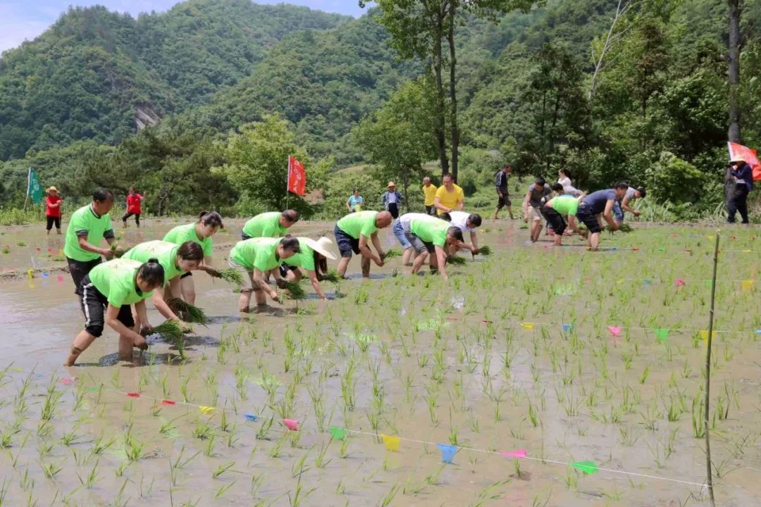 不一样的乡土文化丨曾家镇青苔村首届"插秧节"带你