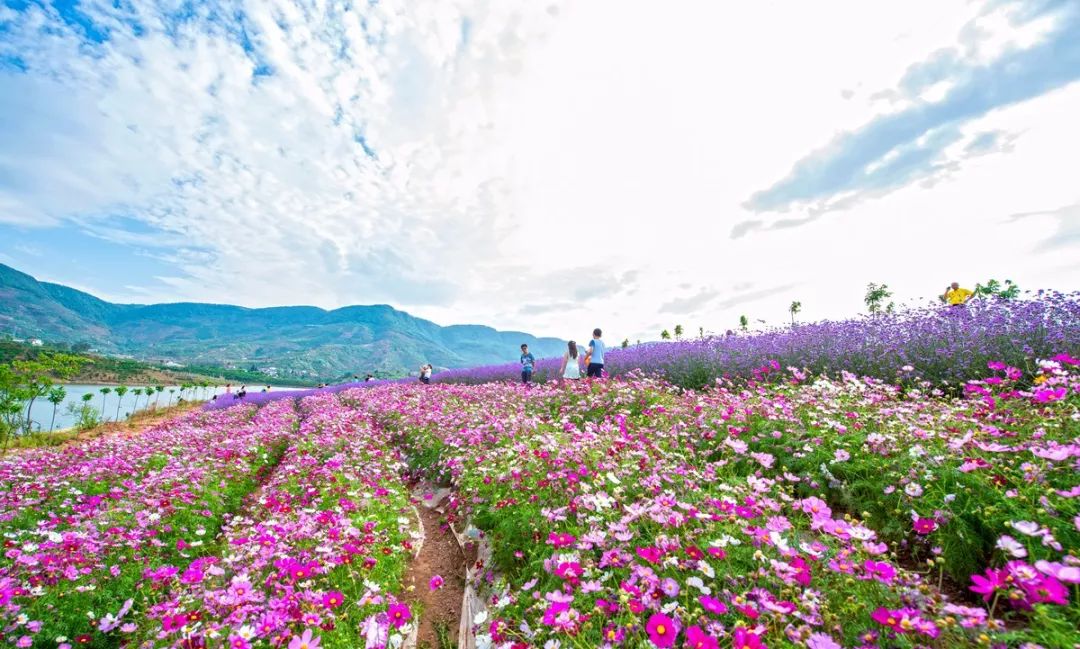 平地"网红"花海和迤沙拉村正在改造,不久后将美到认不