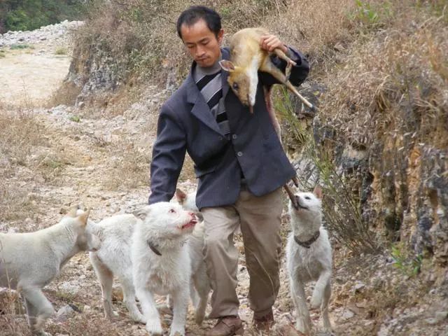 既有颜值又有实力的猎犬,它的名字叫做下司犬,是远近闻名的"中华名猎"