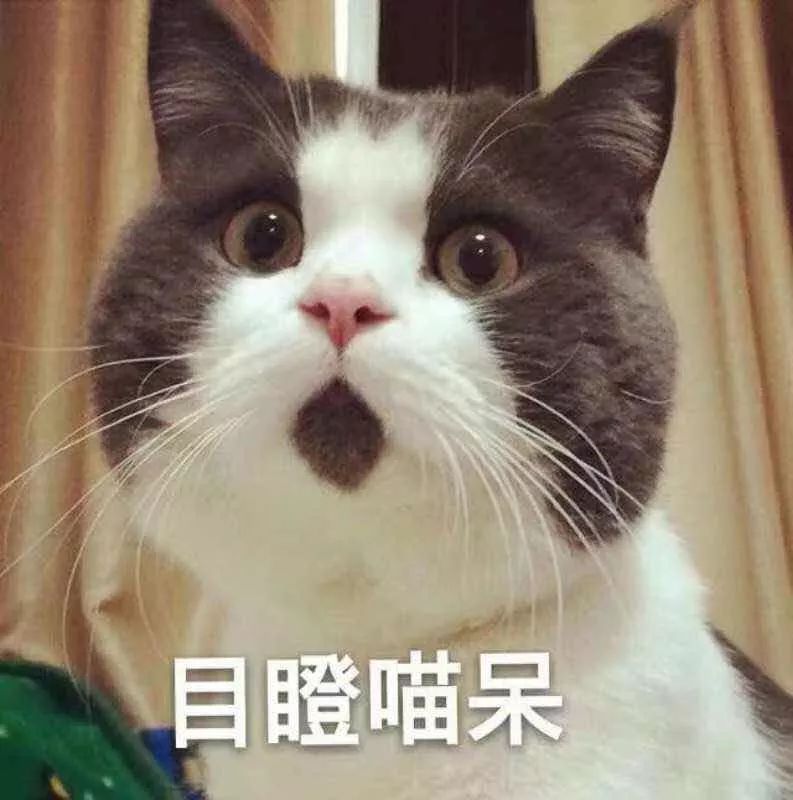 猫奴反击主子的100个姿势