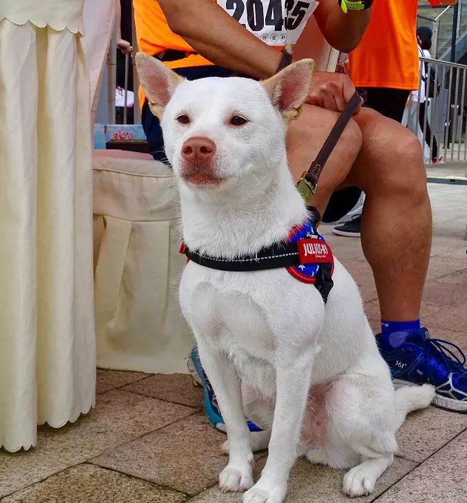 既有颜值又有实力的猎犬它的名字叫做下司犬是远近闻名的中华名猎