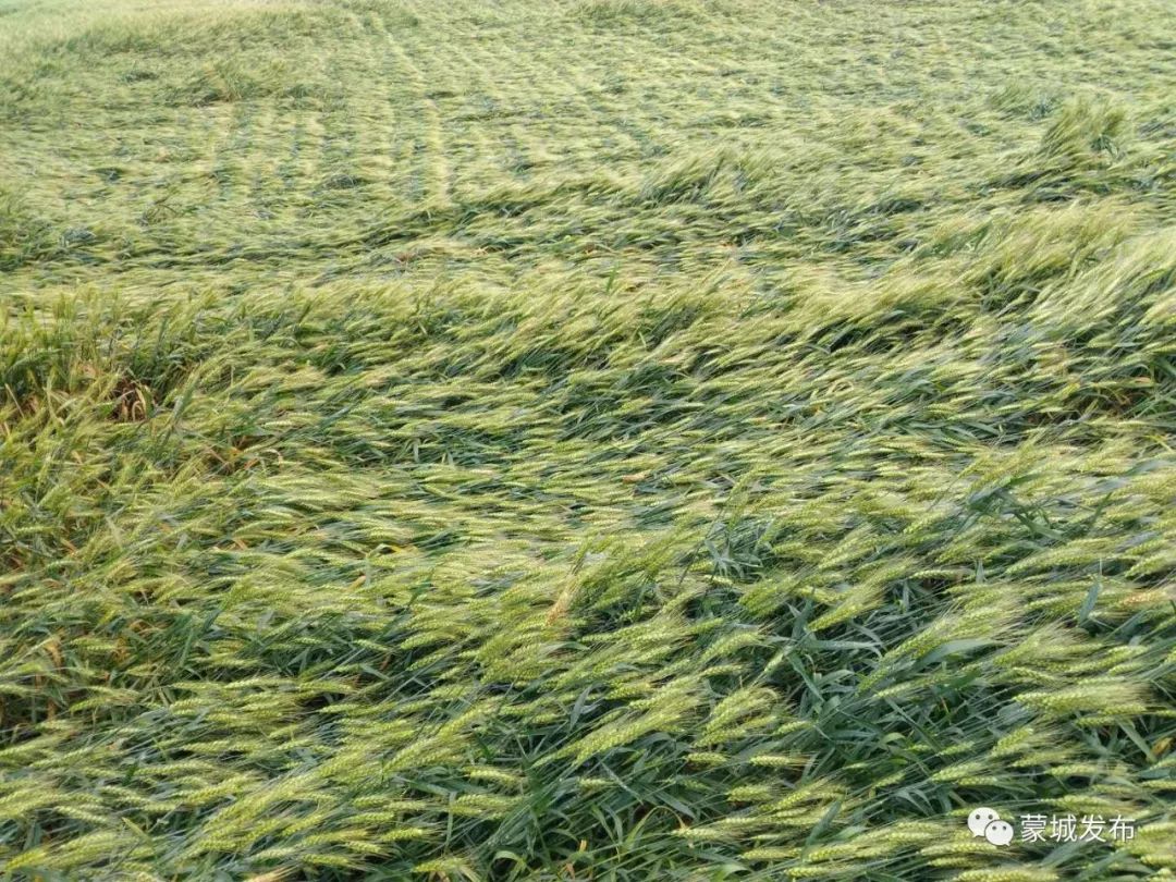 关注收麦季节却遭遇阴雨连绵小麦倒伏出芽让人揪心