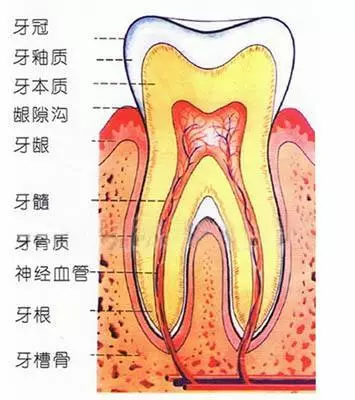 首先来了解一下牙齿的结构