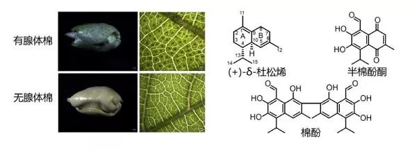 图说:棉酚等在棉花腺体中大量积累 中科院植物生理生态研究所 供图