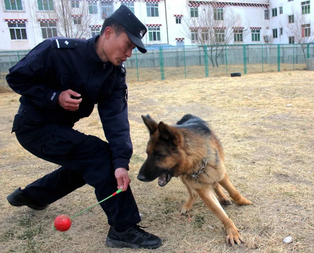 香港警犬队领犬员和他的“家人”_京报网