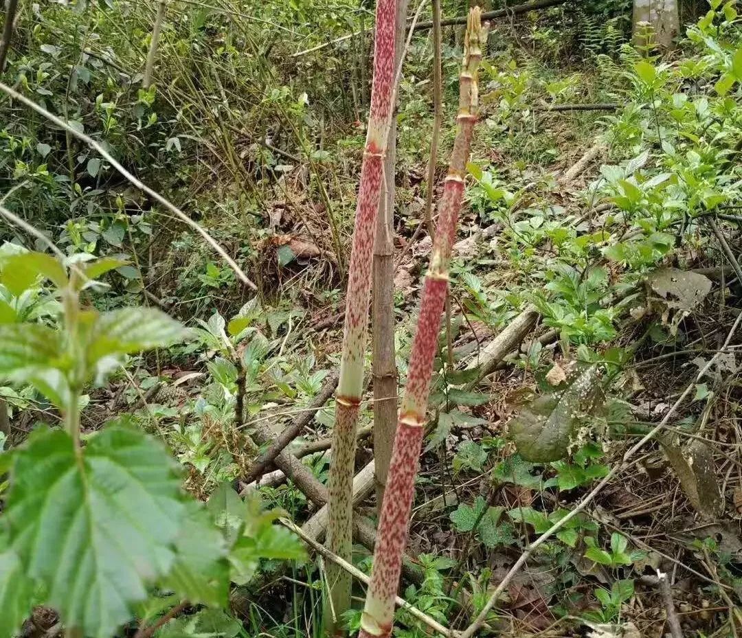 长在山上的水沟里的,摘嫩的酸筒杆,就嚼它茎里面的汁,崴酸的