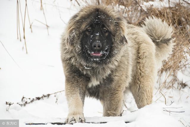 原产俄罗斯的,6大狗狗,果然都是强者!