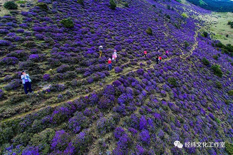 叹为观止的鹤庆马耳山紫蓝杜鹃花海