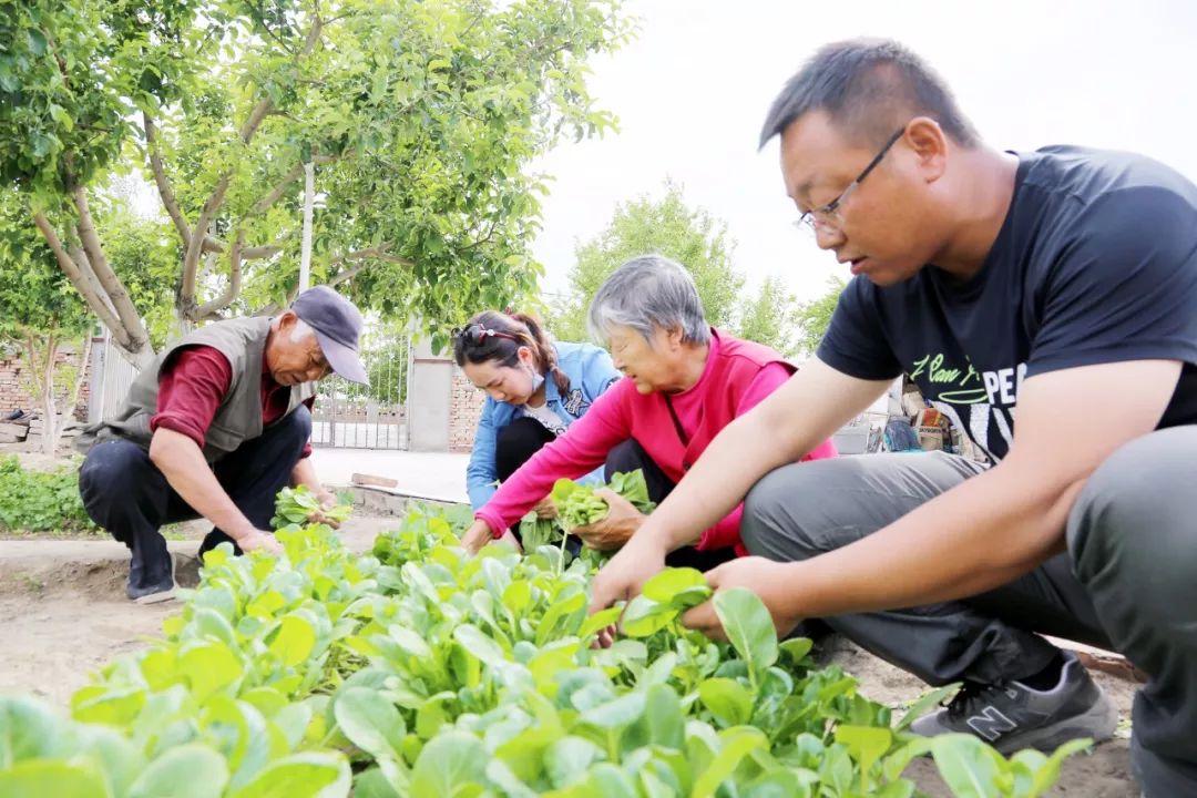 庭院经济乌尔禾镇首批庭院种植时令蔬菜销往克拉玛依