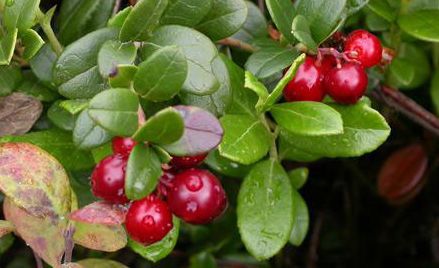 形态特征越橘属 vaccinium;红莓苔子亚属 oxycoccos,又称毛蒿豆亚属属