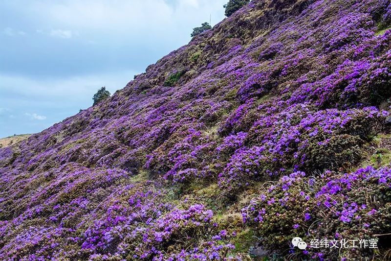 叹为观止的鹤庆马耳山紫蓝杜鹃花海