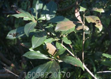 图2是没有使用奥丰中药制剂的杨梅,整棵树的叶片看起来发黄,枝叶量