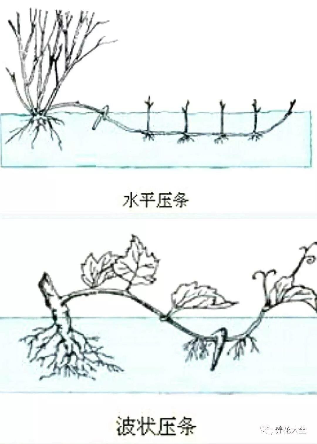 五种繁殖方法简单又省事下一个养花大户就是你