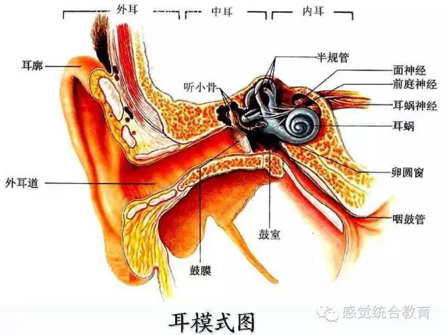 感统——前庭觉概述以及感统训练的家庭指导!