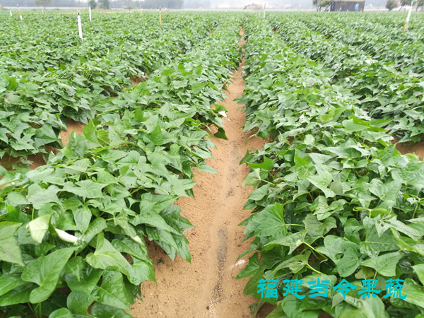 漳州基地早大葱,萝卜,甘蓝,花菜等收成之后,就可定植红薯苗,今年最早