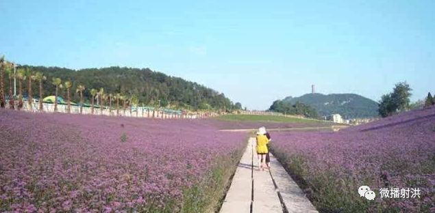 射洪县有多少人口_太惊艳 射洪人家门口的普罗旺斯美景 竟藏在这里