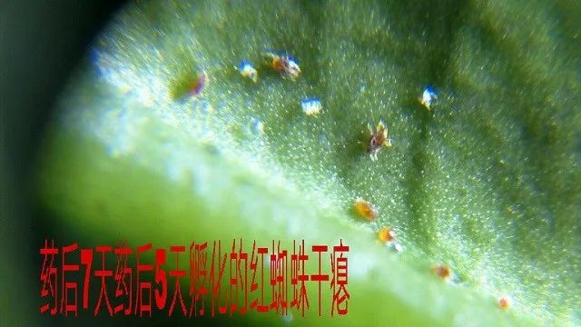 京博双赢防治红蜘蛛效果好,值得推广应用