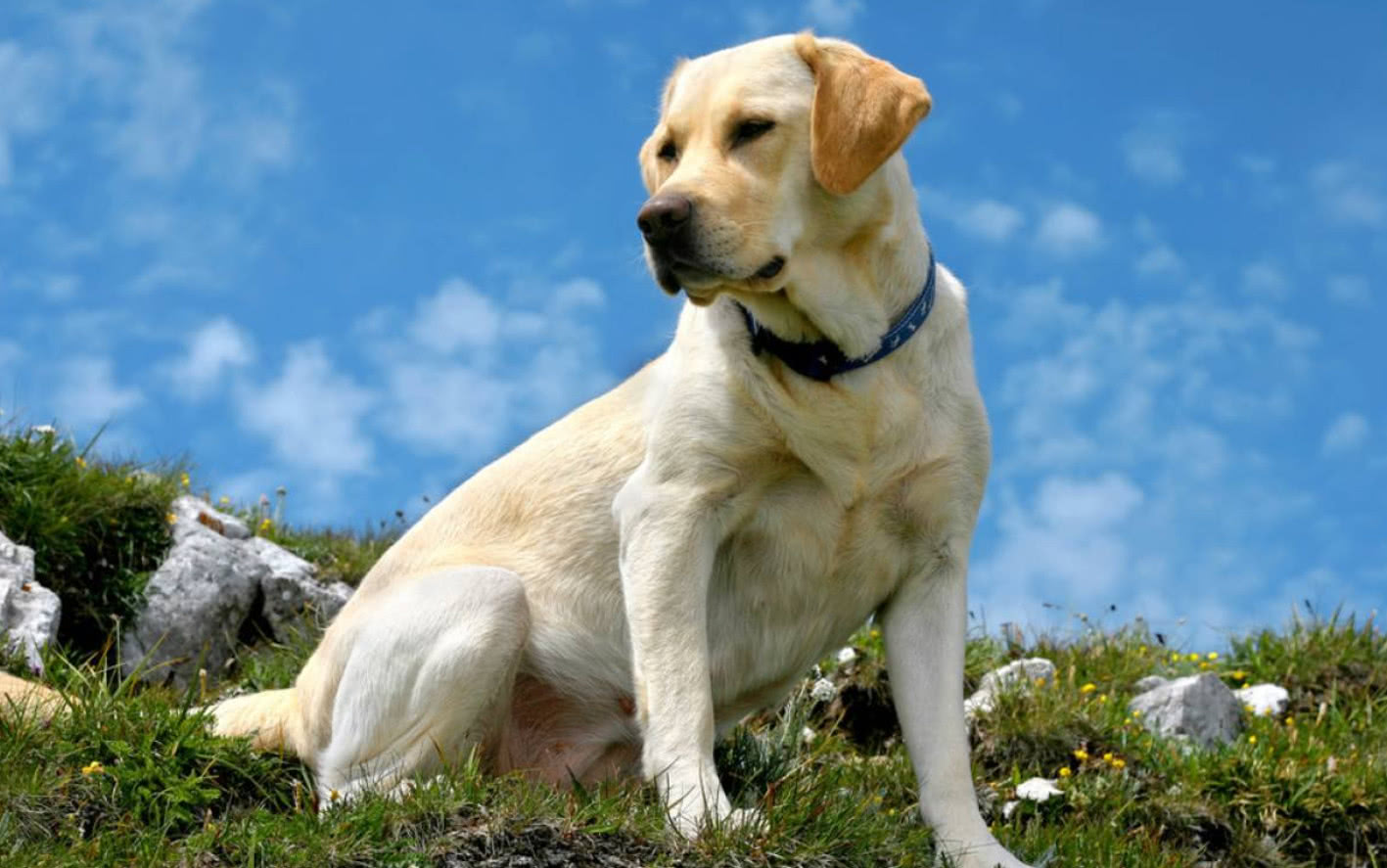 你见过哪些特别漂亮可爱的混血狗狗？