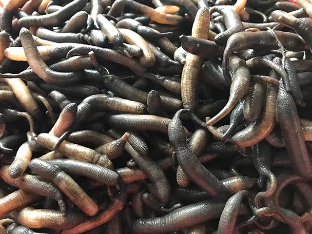 土笋冻的主原料是一种蠕虫,属于星虫动物门,学名可口革囊星虫(pha