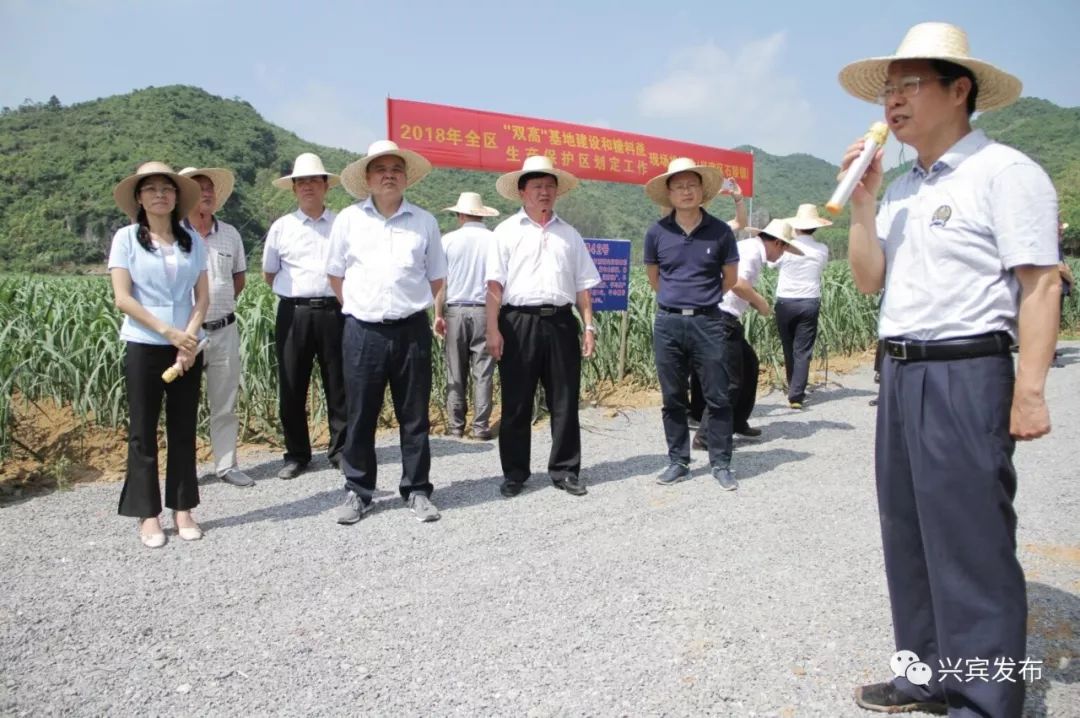 自治区糖业办副主任,"双高"基地办常务副主任何基敏,自治区"双高"