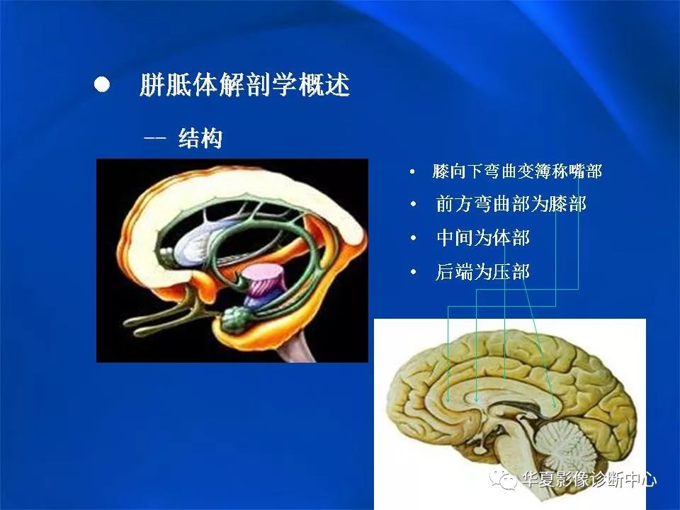 胼胝体解剖及各种病变的影像学表现