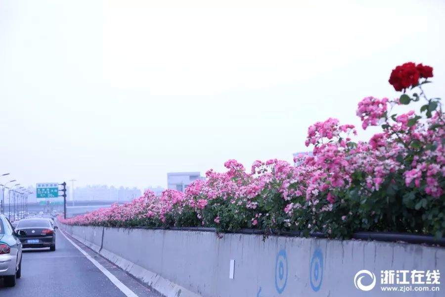40多万株月季花盛开 几乎杭州所有的高架 图源:浙江在线 李震宇 姚群