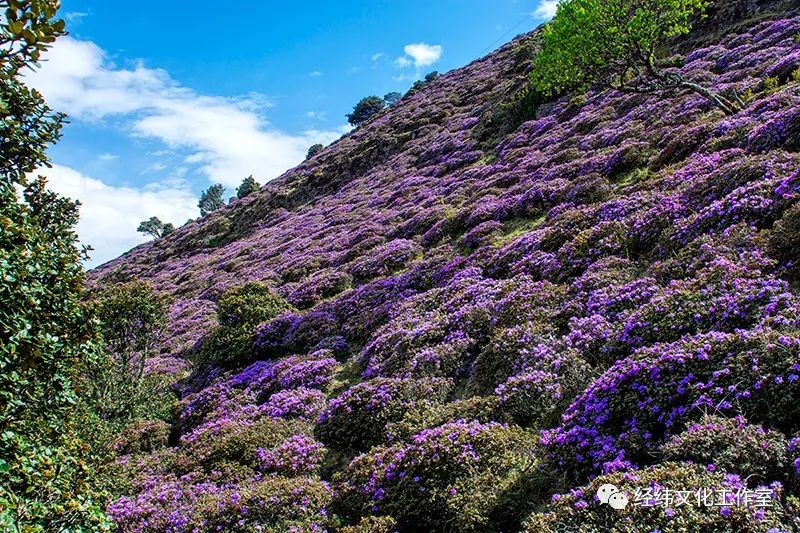 叹为观止的鹤庆马耳山紫蓝杜鹃花海