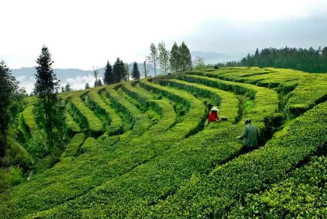 凤凰花果山景区面积15.3平方公里