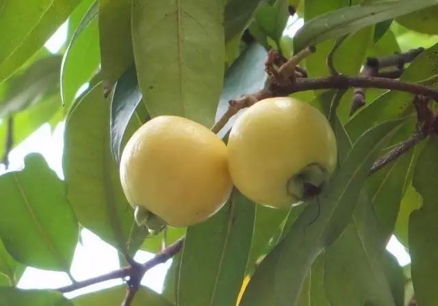 它就是广东人俗称的——"水蒲桃"! 深圳很多地方种有水蒲桃 桃